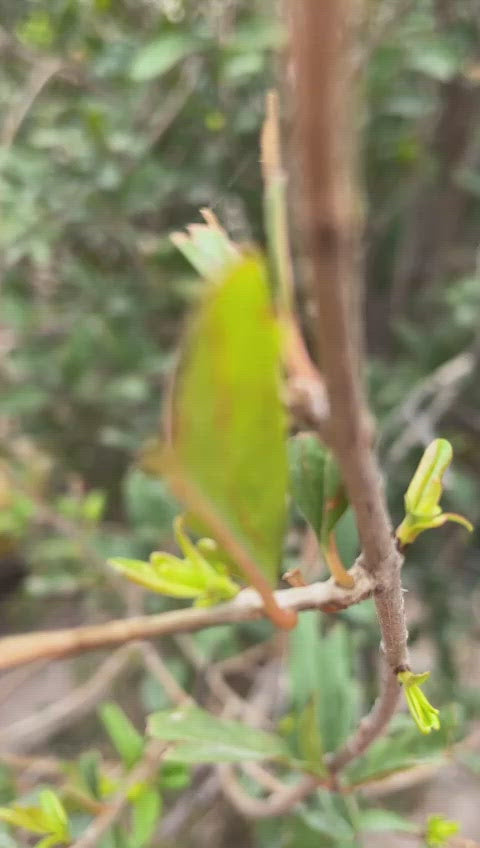 Drama Glow Highlighter Palette